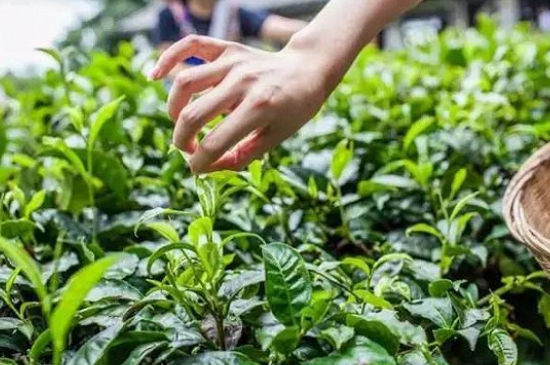 綠茶加工工藝流程圖，綠茶的加工制作包含哪幾個(gè)步驟？