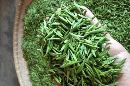 采茶的方法與步驟，如何正確采摘茶葉？