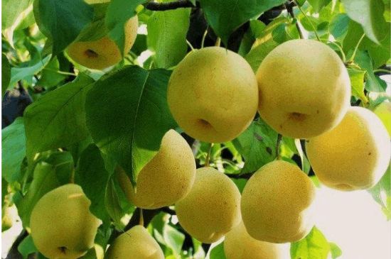 一把真正的本山綠泥壺最低多少錢(qián)，什么價(jià)格能買(mǎi)到本山綠泥紫砂壺？