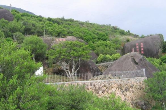 宋種一號價值為什么高，鳳凰單樅宋種1號價格與產(chǎn)量多少？