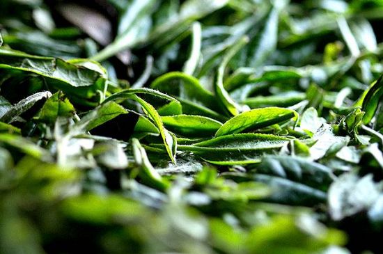 荒野銀針市場(chǎng)價(jià)多少，真正的荒野白毫銀針多少錢？