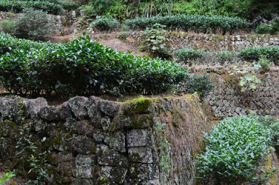 拼配的馬頭巖肉桂，還配叫馬肉嗎？請叫它“馬頭巖大紅袍”