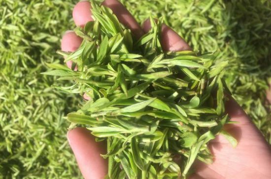 龍井好喝還是毛尖好喝，綠茶是龍井好還是毛尖好？