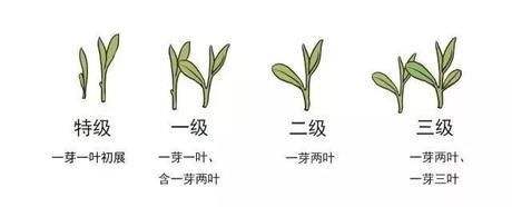 烏牛早和龍井的區(qū)別圖片，龍井43號和烏牛早茶的對比
