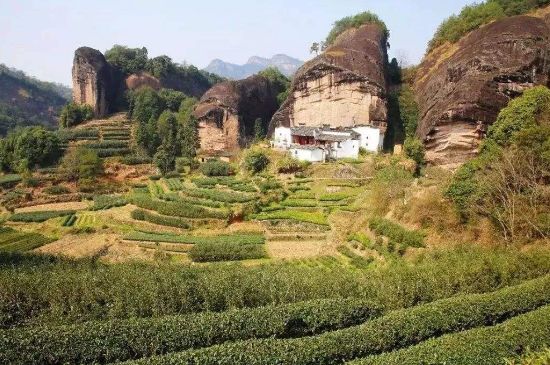 馬頭巖肉桂是大紅袍嗎，大紅袍肉桂屬于什么茶？