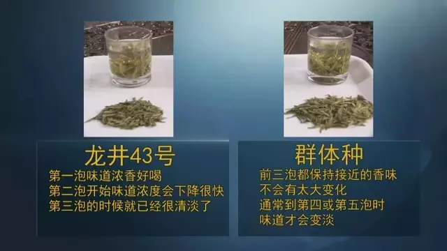 龍井群體種和43號的區(qū)別圖片，龍井43和群體種哪個好喝？