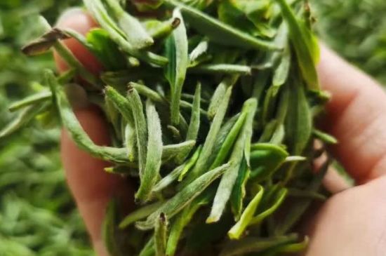 金壇雀舌算不算好茶，金壇雀舌屬于什么檔次茶葉？