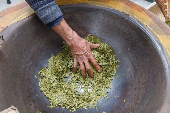 雀舌有一股青草味，雀舌為什么有青草味？