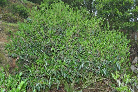 肉桂茶屬于紅茶嗎，牛欄坑肉桂是紅茶還是綠茶？