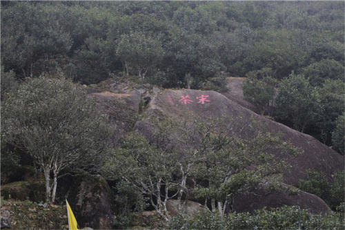 宋種一號價值為什么高，鳳凰單樅宋種1號價格與產(chǎn)量多少？