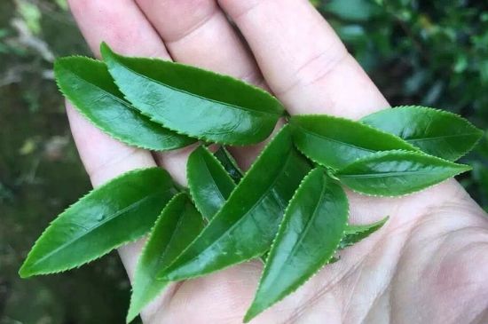 鋸朵仔跟鴨屎香哪個(gè)貴，鋸朵子和鴨屎香哪個(gè)好喝？