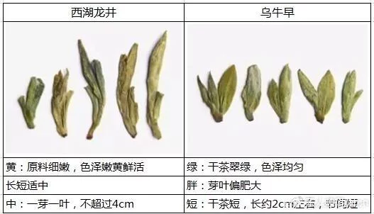 烏牛早和龍井的區(qū)別圖片，龍井43號和烏牛早茶的對比