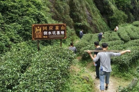 300塊錢(qián)的金駿眉能喝嗎，兩三百多金駿眉和一千多區(qū)別