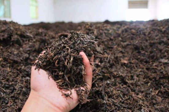 茯磚茶與普洱茶哪個好，茯茶和普洱茶口味區(qū)別