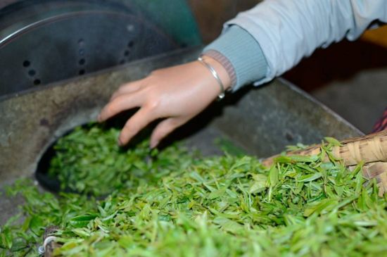 雀舌有一股青草味，雀舌為什么有青草味？