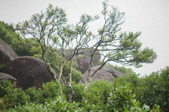 宋種一號價值為什么高，鳳凰單樅宋種1號價格與產(chǎn)量多少？