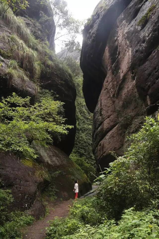 武夷山為什么盛產(chǎn)茶葉，武夷山茶為什么好喝？