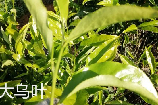 鴨屎香和大烏葉是同一種茶葉嗎，單叢大烏葉和鴨屎香有什么區(qū)別？