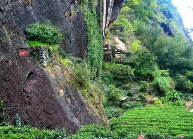 武夷山為什么盛產(chǎn)茶葉，武夷山茶為什么好喝？