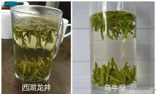 烏牛早和龍井的區(qū)別圖片，龍井43號和烏牛早茶的對比
