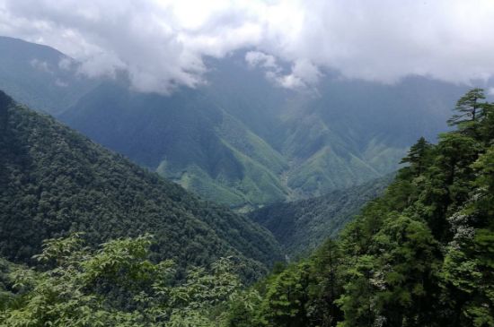 300塊錢(qián)的金駿眉能喝嗎，兩三百多金駿眉和一千多區(qū)別