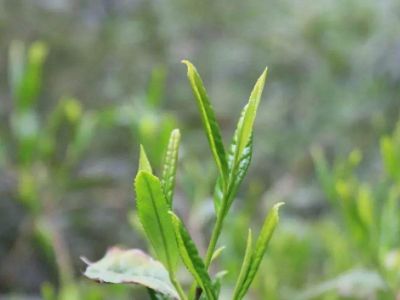 六安瓜片的功效與禁忌，六安瓜片適合什么人喝