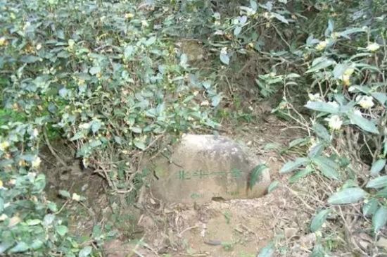 母樹大紅袍給誰喝了，為什么母樹大紅袍叫三棵六株？