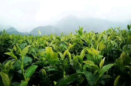 一天3杯紅茶抗癌，常飲紅茶對身體有好處！