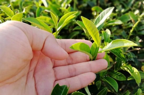 大紅袍四大品種有哪些，大紅袍的種類(lèi)和著名品種特點(diǎn)介紹