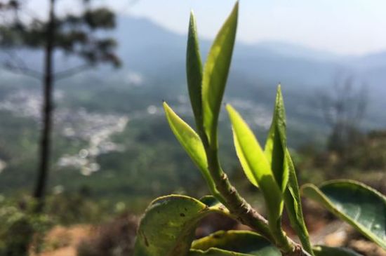 鳳凰單樅什么人不能喝，哪些人不能飲單叢茶