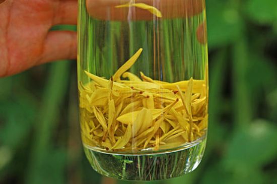 茶中奇葩黃金芽，安吉白茶中黃金芽的特點