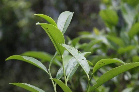 單叢茶十大香型以及常見(jiàn)品種大全，潮安鳳凰單樅十大名香歸類(lèi)