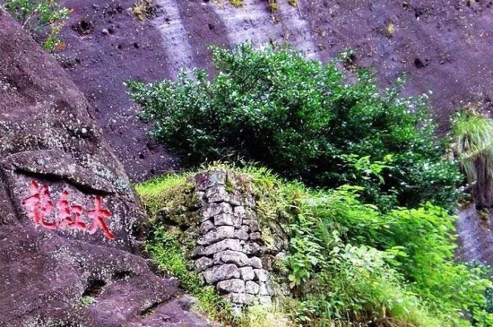 宋種一號價值為什么高，鳳凰單樅宋種1號價格與產(chǎn)量多少？
