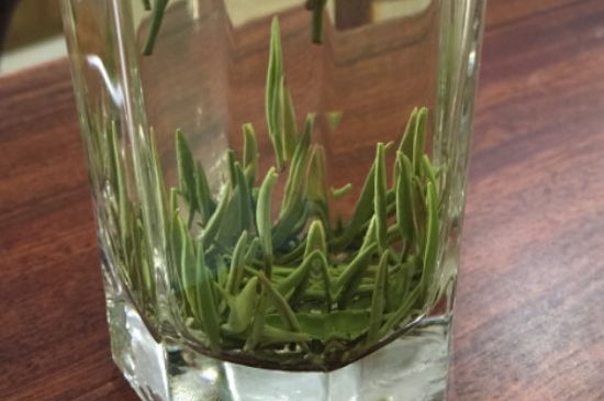 竹葉青和雀舌哪個貴，竹葉青茶貴嗎？