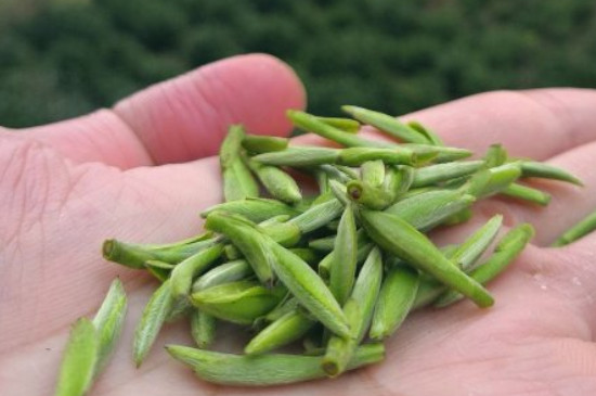 什么綠茶茶葉唇齒留香，哪個(gè)品種綠茶香氣好？