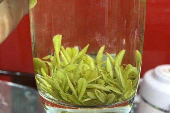 茶中奇葩黃金芽，安吉白茶中黃金芽的特點