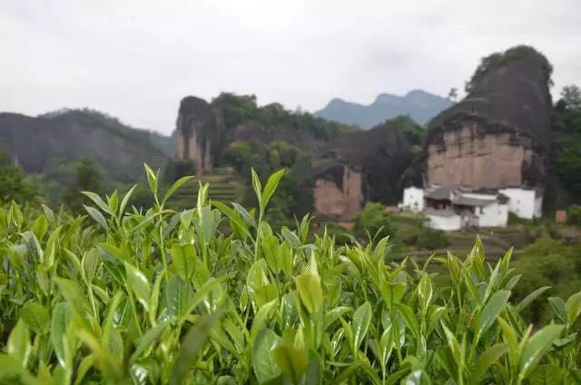 武夷山為什么盛產(chǎn)茶葉，武夷山茶為什么好喝？