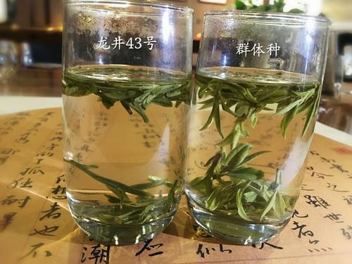 烏牛早和龍井的區(qū)別圖片，龍井43號和烏牛早茶的對比