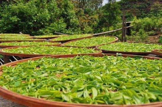 單叢茶十大香型以及常見(jiàn)品種大全，潮安鳳凰單樅十大名香歸類(lèi)