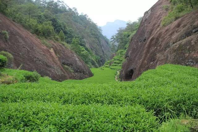 武夷山為什么盛產(chǎn)茶葉，武夷山茶為什么好喝？