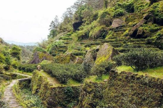 肉桂茶和大紅袍哪個貴，武夷山肉桂與大紅袍的價格比較
