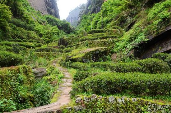 肉桂茶和大紅袍哪個貴，武夷山肉桂與大紅袍的價格比較