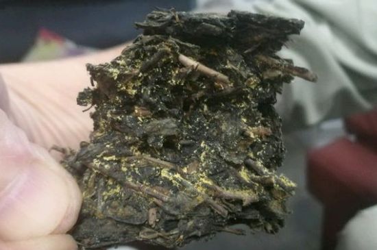 伏茶里的金花是黃曲霉素嗎，金花茯茶里的是什么菌