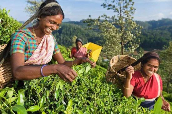 中國(guó)最好紅茶排名，中國(guó)最著名的十大紅茶