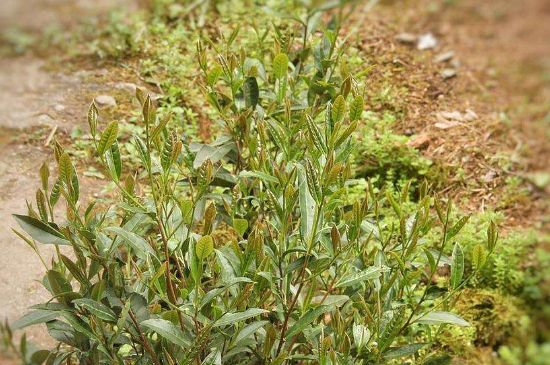 大紅袍四大品種有哪些，大紅袍的種類(lèi)和著名品種特點(diǎn)介紹