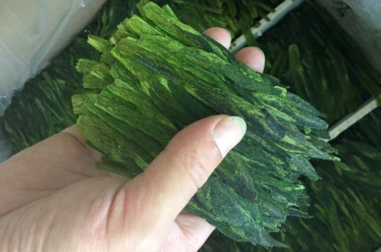 什么綠茶味道濃香，那個(gè)綠茶比較濃香？