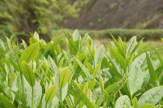 潮安鳳凰單叢十大名樅是什么，烏崠十大古樹(shù)名香品種介紹