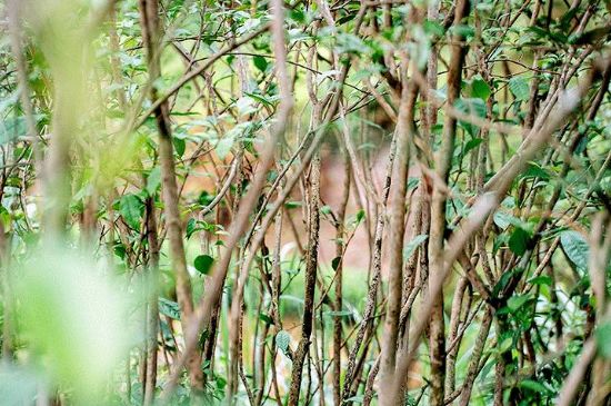 荒野銀針有什么特點(diǎn)，荒野銀針的味道口感咋樣？