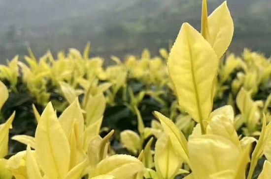 茶中奇葩黃金芽，安吉白茶中黃金芽的特點