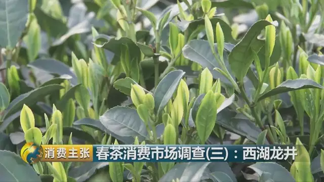 龍井群體種和43號的區(qū)別圖片，龍井43和群體種哪個好喝？